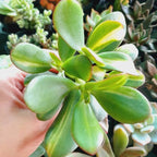 Jade Plant Live in 4" Inch Pot | Variegated Crassula Ovata | Great for Collections, Gifts & Small Spaces