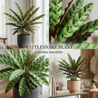Calathea Rattlesnake Live Houseplant, 4 Inch Pot, Sturdy Low Maintenance Pet-Friendly Plant with Patterned Foliage for Home & Office Decor