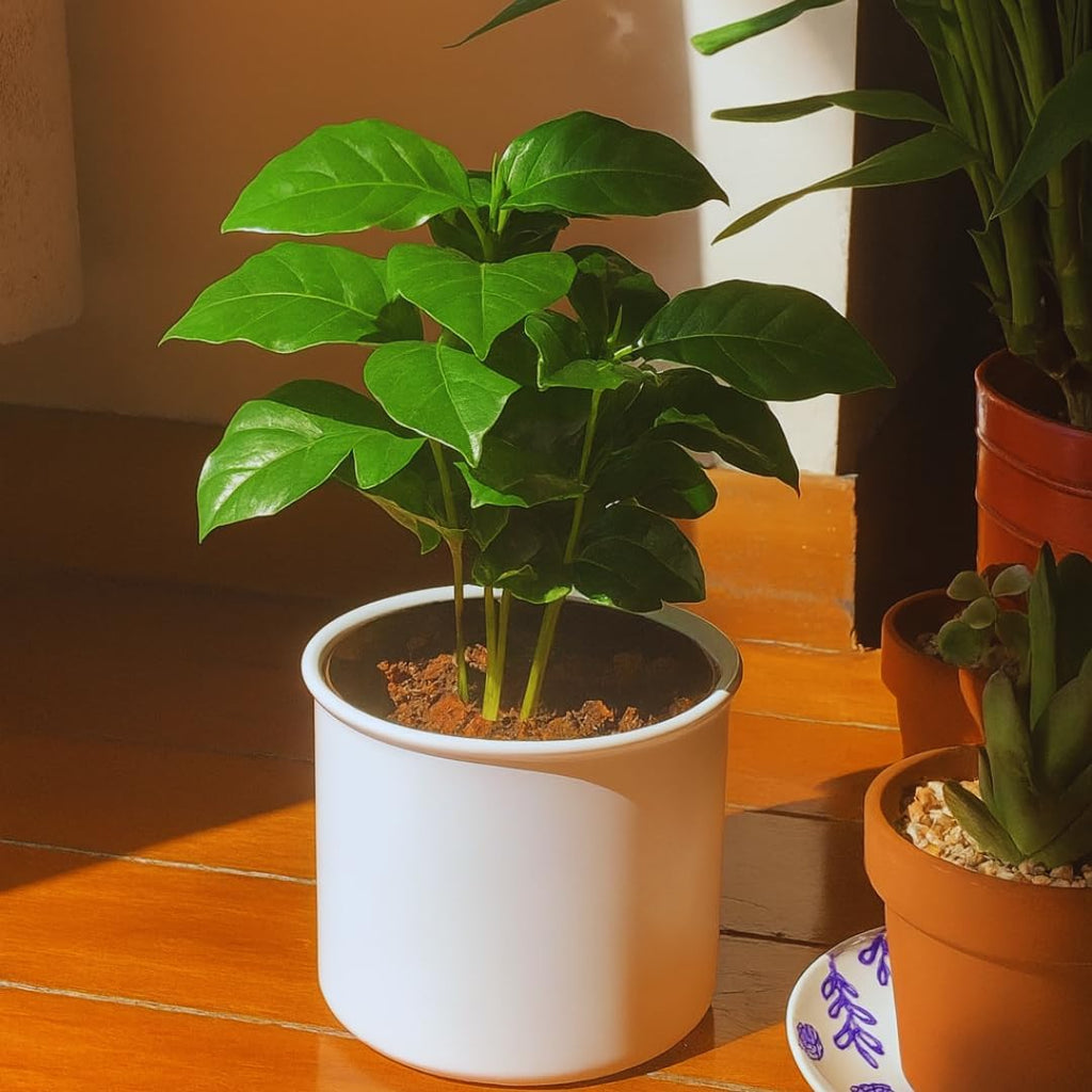 Coffea Arabica Live Plant in 4" Inch Pot | Indoor Arabica Coffee Tree for Planting | Low-Maintenance Houseplant for Home Décor, Patio & Hobby Growers
