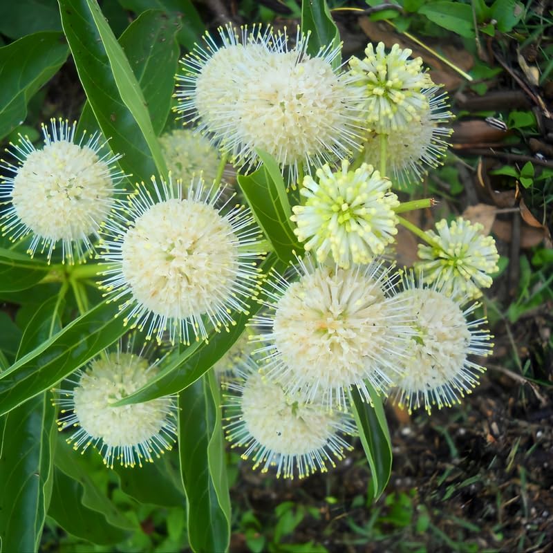 10 Buttonbush Live Plant | Cephalanthus occidentalis Live Shrubs | 1–2 Feet Tall | Great for Pollinator Gardens, Wetland & Landscape Planting
