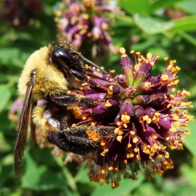 10 False Indigo Bush Live Plants | 1-2 Feet Tall Bare Root Seedlings | Amorpha Fruticosa Native Flowering Shrub | Purple Spiked Blooms for Landscapes and Rain Gardens
