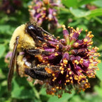 10 False Indigo Bush Live Plants | 1-2 Feet Tall Bare Root Seedlings | Amorpha Fruticosa Native Flowering Shrub | Purple Spiked Blooms for Landscapes and Rain Gardens