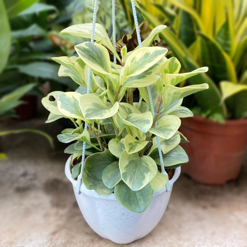 Baby Rubber Plant Live Indoor | Variegated Peperomia Obtusifolia Plant in 4'' Inch Pot | Low-Maintenance Peperomia Live Plant | Suitable for Home & Office Displays