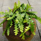 RIC Rac Cactus Live Plant in 4" Inch Pot | Low-Maintenance Indoor Cactus for Shelves and Hanging Displays | Beautiful Gift for Plant Lovers