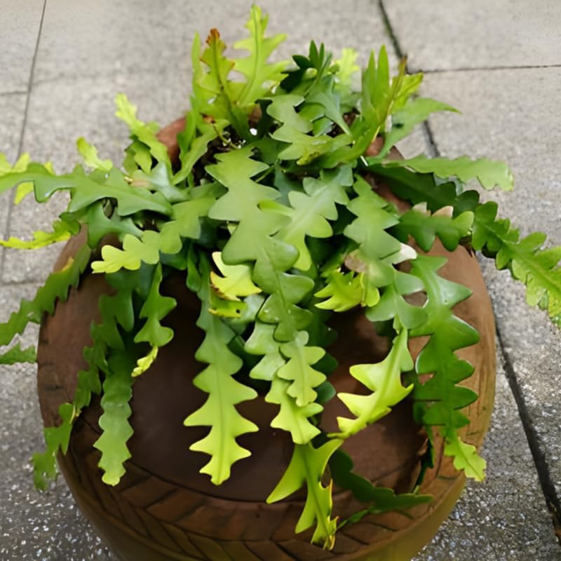 RIC Rac Cactus Live Plant in 4" Inch Pot | Low-Maintenance Indoor Cactus for Shelves and Hanging Displays | Beautiful Gift for Plant Lovers