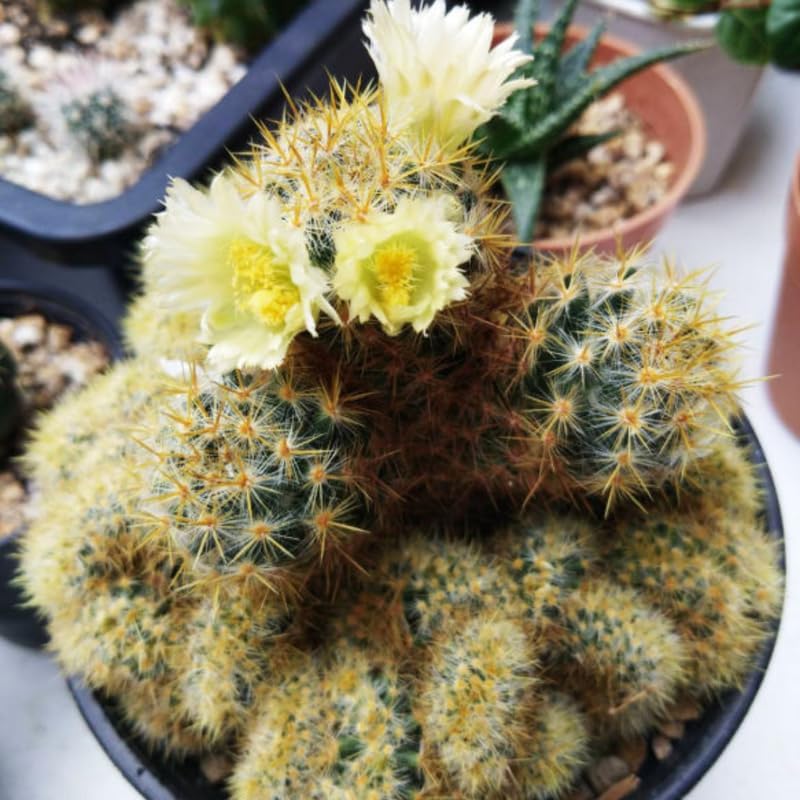 Mammillaria Cristata Golden Brain Cactus Live Plant | Rare Crested Cactus Plant | Live Cactus in 2.5-6" Inch Pot | Ideal for Collectors & Modern Home Décor