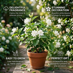 Grand Duke Jasmine Live Plant, Tuscany Jamine Flower, Well-Rooted 5-8" Inch Tall, Intense Scented Flowering Shrub for Indoor and Outdoor Spots