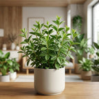 Peperomia Beetle Plant in 4'' Inch Pot, Low-Maintenance Peperomia Live Plant, Ideal Plant for Home & Office