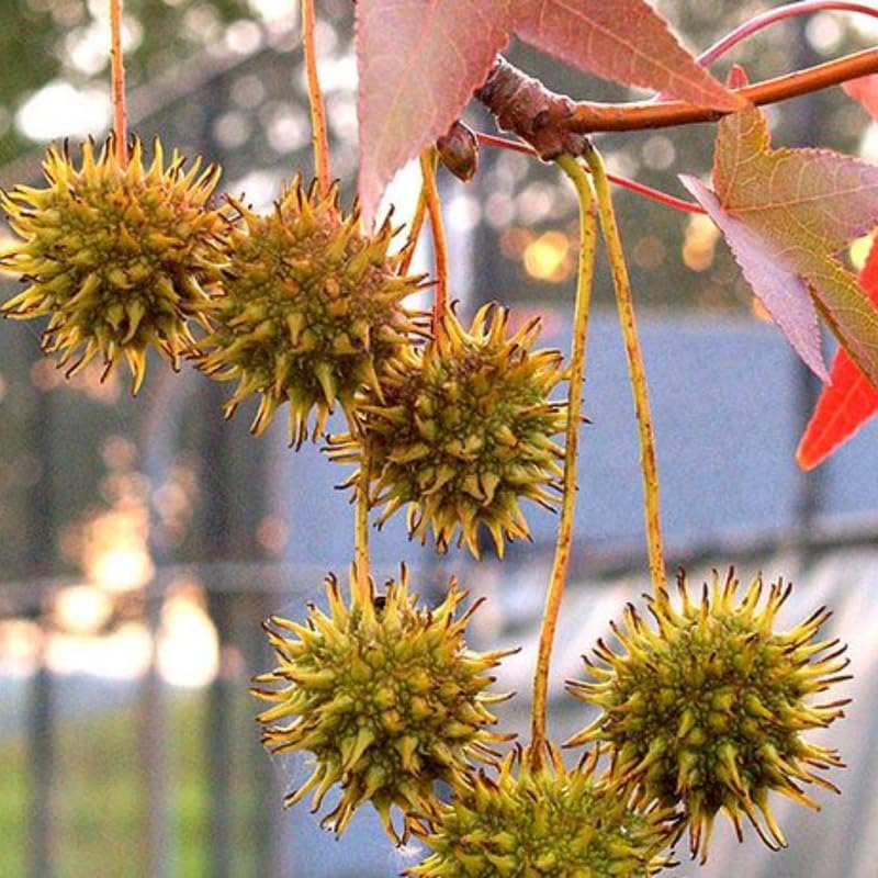 5 Sweet Gum Native Live Plants – Hardy Outdoor Trees with Star-Shaped Leaves | 6–12 Inch Tall