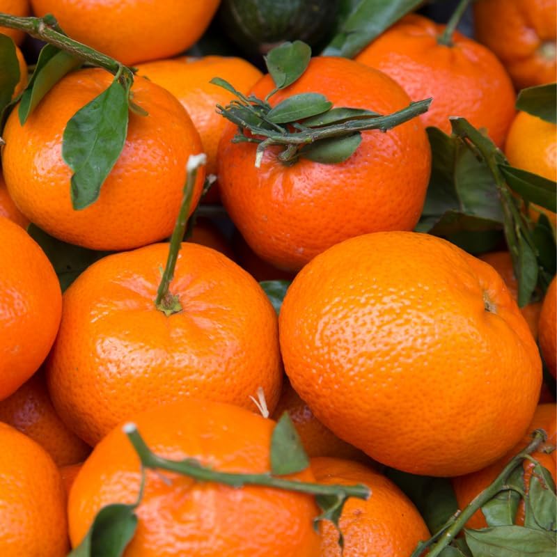 (No Ship to CA,HI,AK) Kishu Mandarin Oranges Tree Live Plant | 1 Gallon Live Potted Citrus Tree | Sweet Juicy Fruit for Cooking Juicing & Home Gardening
