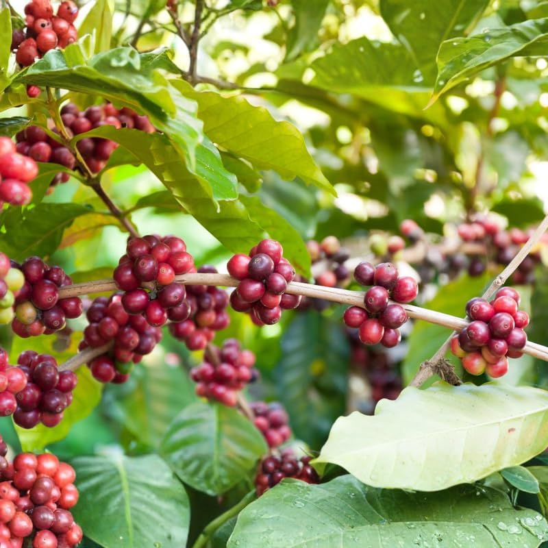 (No Ship to CA,HI,AK) Arabica Coffee Plant Live, 1 Gallon Pot, 1-2 Feet Tall Live Indoor Tree with Shiny Green Foliage, Self-Pollinating Arabica for Fresh Homegrown Beans