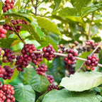 (No Ship to CA,HI,AK) Arabica Coffee Plant Live, 1 Gallon Pot, 1-2 Feet Tall Live Indoor Tree with Shiny Green Foliage, Self-Pollinating Arabica for Fresh Homegrown Beans