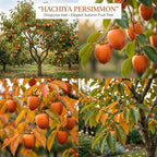 (No Ship to CA,HI,AK) Hachiya Persimmon Tree - 3 Gallon Pot, Vigorous Cold-Hardy Plant for Edible Landscapes, Sturdy Deciduous Shade Tree for Sweet Autumn Fruits & Baking