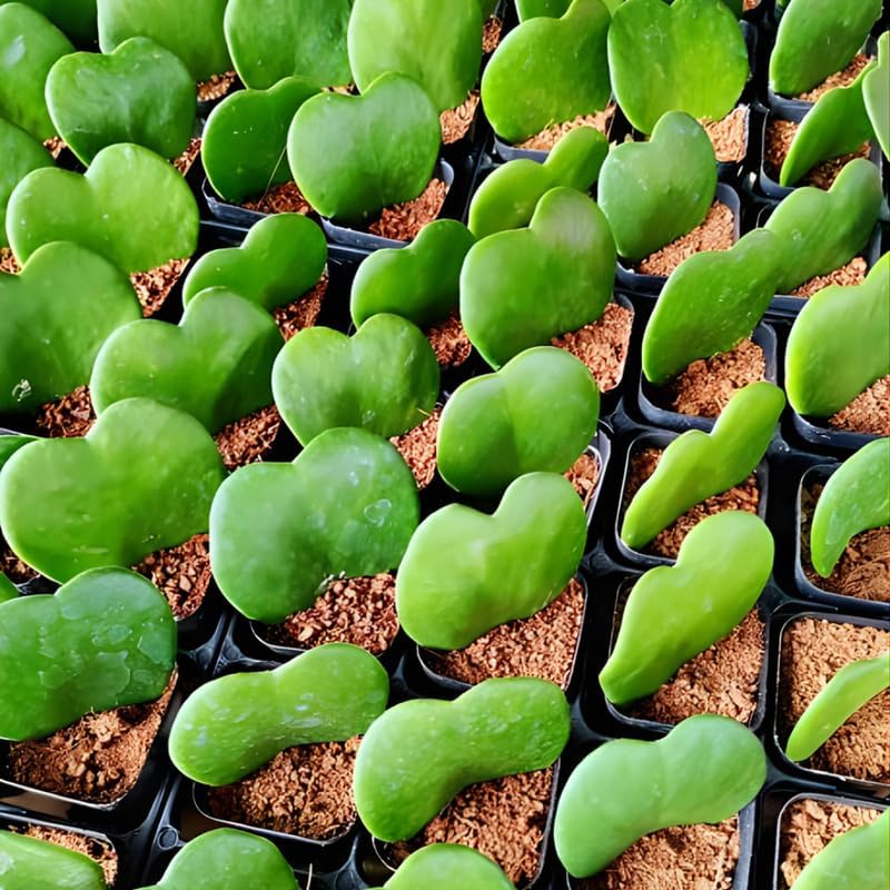 Hoya Kerrii Plant Live, 2" Potted Plant, Easy Care Indoor Greenery, Heart Foliage for Home Decor and Small Spaces