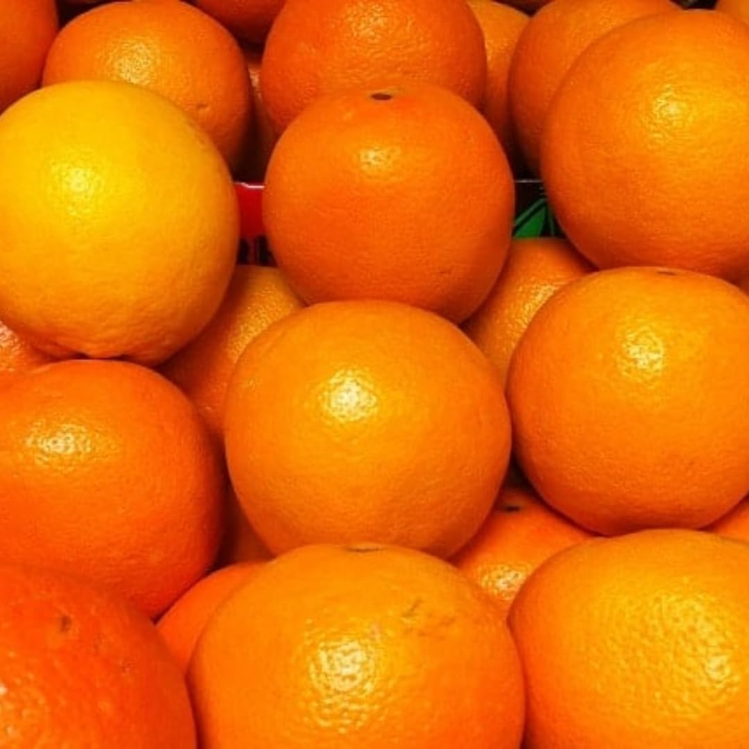 (No Ship to CA,HI,AK) Kishu Mandarin Oranges Tree Live Plant | 1 Gallon Live Potted Citrus Tree | Sweet Juicy Fruit for Cooking Juicing & Home Gardening