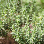 Thyme Plant, French Thyme Herb,4" Tall, Aromatic Culinary Herb, Well-Rooted, Drought Tolerant & Cold-Hardy Edible Plant