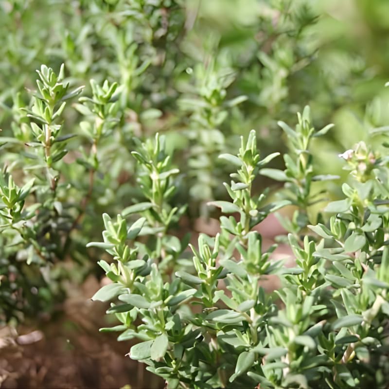 Thyme Plant, French Thyme Herb,4" Tall, Aromatic Culinary Herb, Well-Rooted, Drought Tolerant & Cold-Hardy Edible Plant