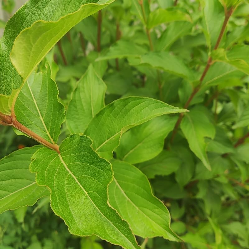 2 Red Osier Dogwood Tree Live Plant for Planting Outdoor | 10–12 Inch Tall | Red Twig Native Shrub for Outdoor Planting | Hardy Year-Round Beauty