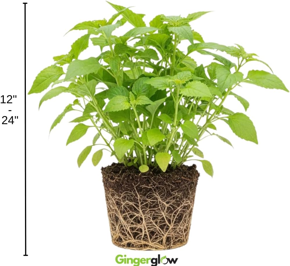 5 Longevity Spinach Live Plant, Gynura Procumbens 12–24 Inch Tall, Fast-Growing Perennial Green for Container Growing, Raised Beds and Home Gardens