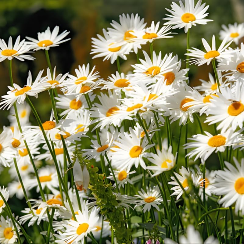2 Ox-Eye Daisy Plants Live for Planting, 3-Inch Pot, Established Live Flowering Plant, Drought Tolerant White Daisy for Sun and Borders