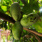 Pawpaw Tree Live Plant, 12 to 18 Inch Tall, Well-Rooted in 1 Quart Container, Cold-Hardy Edible Plant for Home Landscapes