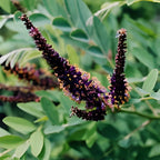 Amorpha fruticosa Live Plants 6–12 Inch | False Indigo Bush Starter Tree | Fast-Growing Native Plant with Showy Purple Blooms | Great for Wild Gardens