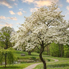 2 White Kousa Dogwood Tree, 12-18 Inch in Quart Pot, Low Maintenance Deciduous Tree, Vigorous Growth Habit with Vibrant Red Autumn Foliage