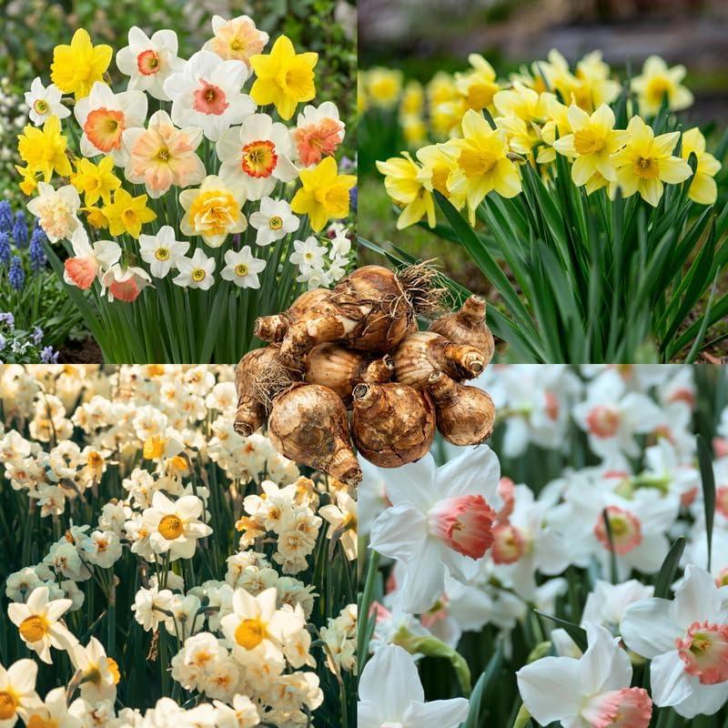 20 Daffodil Bulbs for Planting, Fragrant Mixed Double Daffodils, Hardy Flower Bulbs, Bulk Daffodil Bulbs for Outdoor Garden