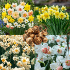 20 Daffodil Bulbs for Planting, Fragrant Mixed Double Daffodils, Hardy Flower Bulbs, Bulk Daffodil Bulbs for Outdoor Garden