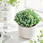 2 Echeveria Chroma Succulent Plants Live, 2 Inch Pot, Rare Live Succulent, Easy Care, Vibrant Color Indoor Houseplant for Home, Office Décor, Small Spaces & Gifts