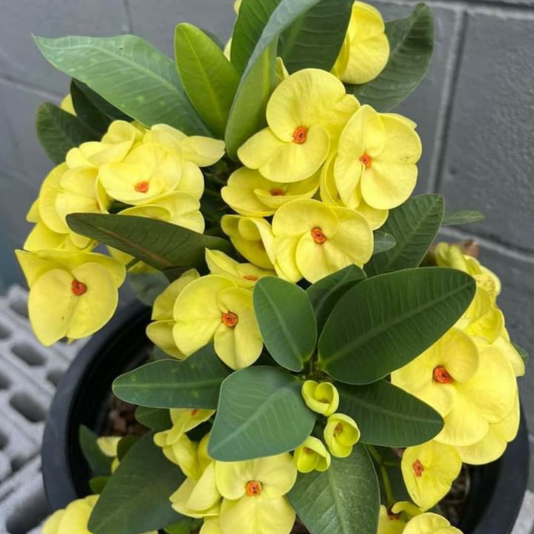 Yellow Euphorbia Milii Live Plant | Crown of Thorns Houseplant | 4 to 8 Inch Tall, Easy to Grow Indoor or Outdoor Decorative Plant, Patio Garden, Home Office