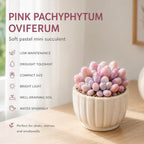 Pink Moonstone Succulent, 2 Inch Pot, Vigorous Pachyphytum Oviferum with Chubby Pastel Pink Leaves, Sturdy Low Maintenance Plant for Indoor Desks & Bright Windowsills