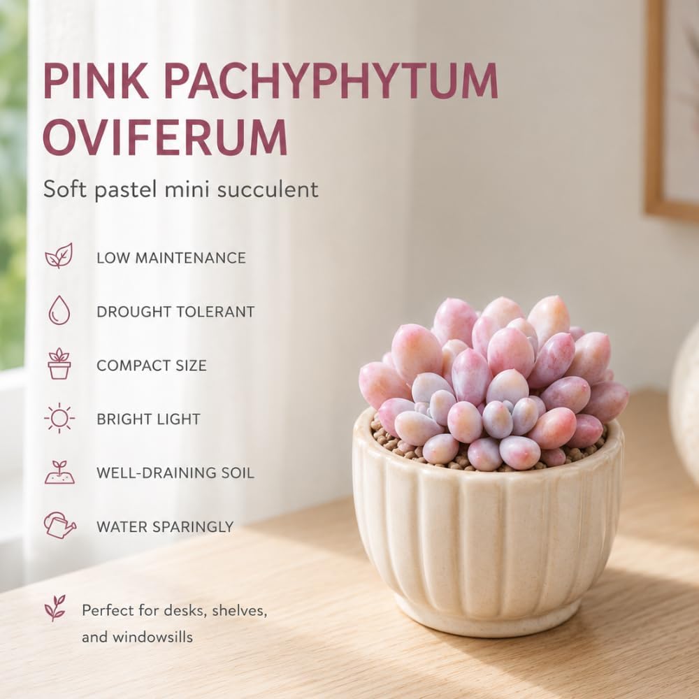 Pink Moonstone Succulent, 2 Inch Pot, Vigorous Pachyphytum Oviferum with Chubby Pastel Pink Leaves, Sturdy Low Maintenance Plant for Indoor Desks & Bright Windowsills