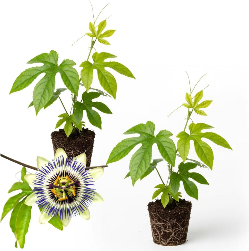 2 Count Purple Passion Flower Vine Live Plant | Maypop Plant | Passiflora Incarnata Live Plant | 4 to 8 Inch Tall | Well-Rooted for Home & Garden