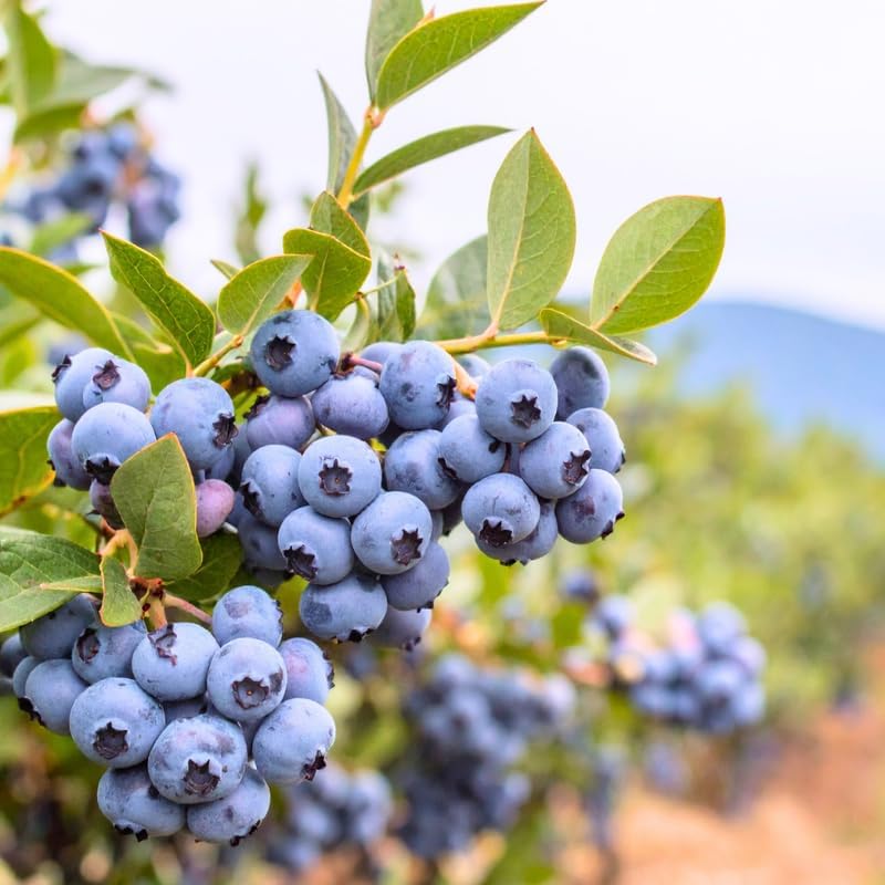 (No Ship to CA, HI, AK) Blueberry Plants Live for Planting - 1 to 2 Feet Tall in 1 Gallon Pot, Fast Growing Blueberries Fruit Trees Live Plants for Patio and Garden
