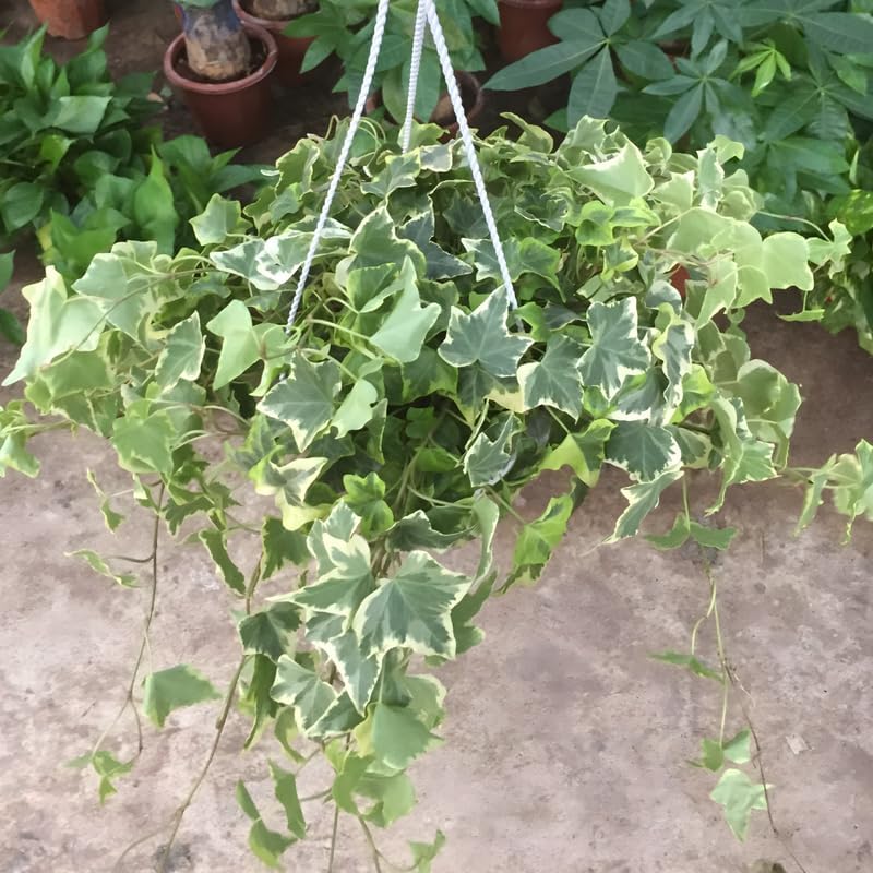 Glacier English Ivy Plant Live in 6 Inch Pot | English Ivy Plants | Trailing Plant & Climbing Ivy | Easy Care Houseplant for Pots, Shelves & Small Spaces