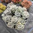 Live Succulent Graptoveria Lovely Rose Plant, 4 Inch Pot, Rose-Shaped Succulent, Small Decorative Indoor Plant for Desks