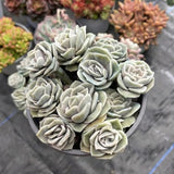 Live Succulent Graptoveria Lovely Rose Plant, 4 Inch Pot, Rose-Shaped Succulent, Small Decorative Indoor Plant for Desks