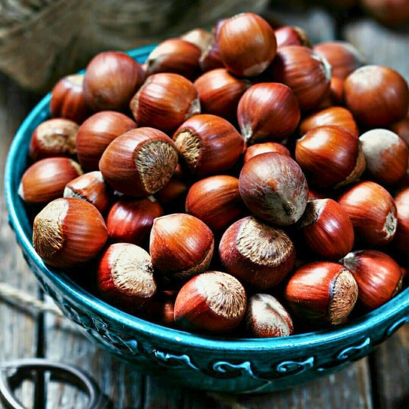 4 Hazelnut Trees Live Plants, Hazelnut Tree 12–14 Inch Tall, Cold-Hardy Nut Tree for Outdoor Planting, Edible Landscape and Home Orchard Growing