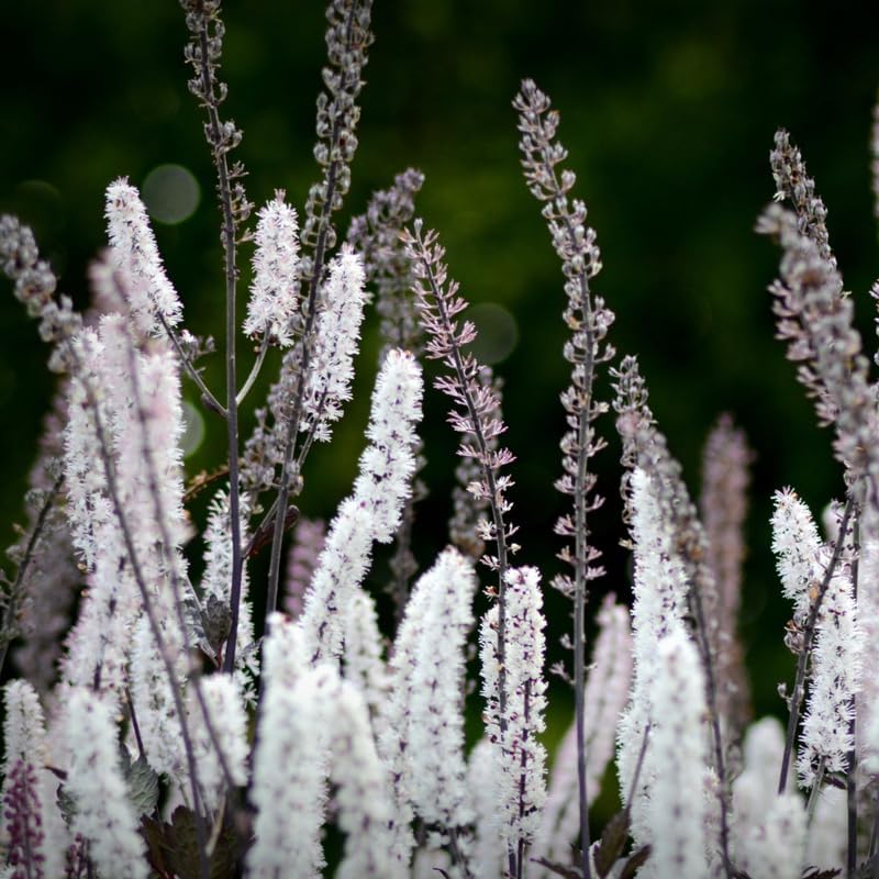 20 Live Black Cohosh Roots Bugbane, Shade Loving Actaea Racemosa, Low Maintenance Elegant White Flowering Plant for Outdoor Gardens & Landscapes