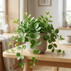 Peperomia Hope Live Plant, 4'' Inch Pot, Easy-Care Peperomia Live Indoor Houseplant, Attractive Trailing Houseplant for Home & Office Décor