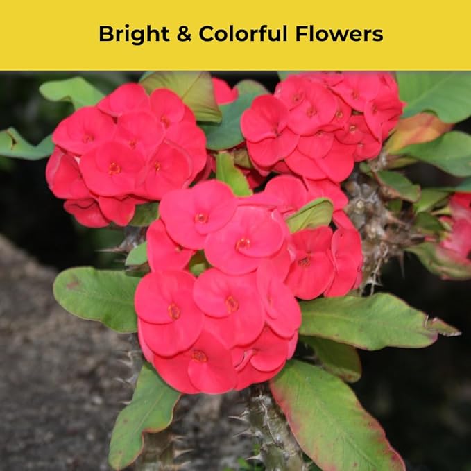 Pink Euphorbia Milii Live Plant | Crown of Thorns Houseplant | 4 to 8 Inch Tall, Easy to Grow Indoor or Outdoor Decorative Plant, Home Office, Patio Garden