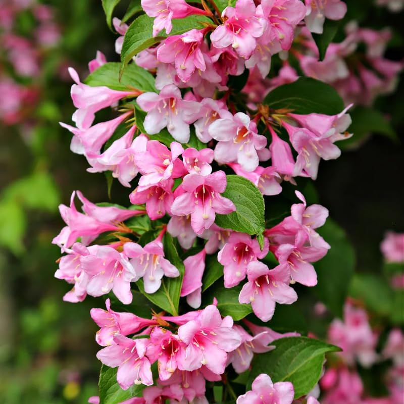 2 Pink Weigela Bush - 12-24" Rooted Cuttings | Cold-Hardy Flowering Shrub | Robust Well-Rooted Plants for Garden