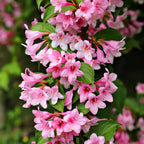 2 Pink Weigela Bush - 12-24" Rooted Cuttings | Cold-Hardy Flowering Shrub | Robust Well-Rooted Plants for Garden