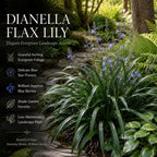2 Flax Lily Live Plants,  4-6 Inch Tall, Well-Rooted Cold-Hardy Evergreen, Low Maintenance Grass for Shady Yard Borders