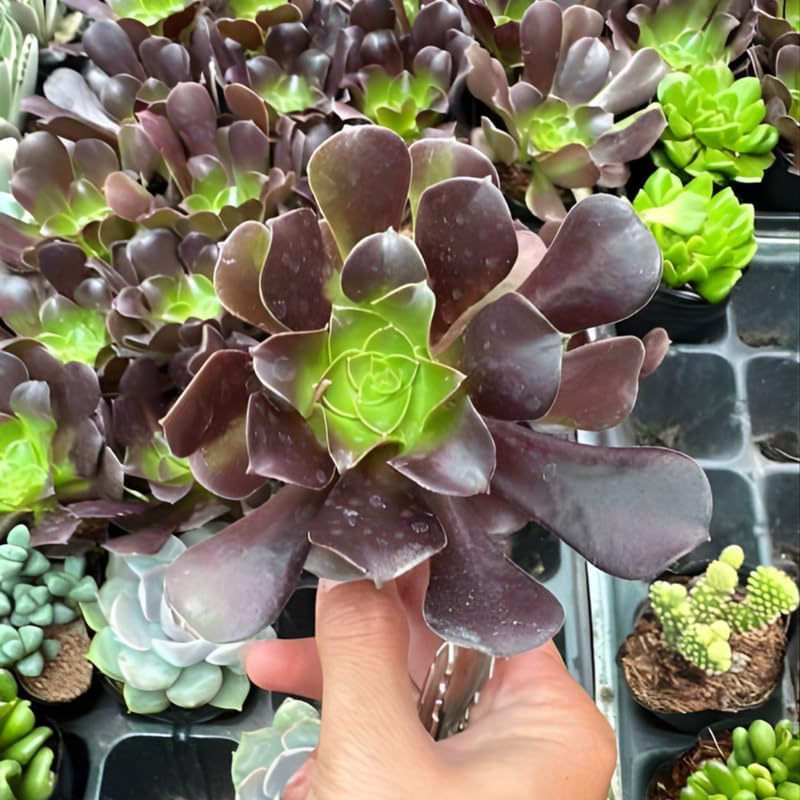 Aeonium Succulents Plants Live in 4" Inch Pot | Black Rose Tree for Planting | Great for Home & Office Styling, Succulent Arrangements & Beginner Growers