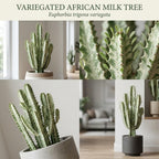 African Milk Tree, 3 Inch Pot, Robust Euphorbia Trigona Succulent with Teardrop Leaves, Sturdy Growth