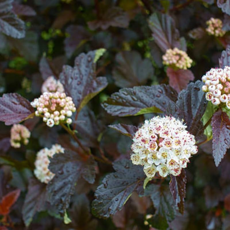 5 Live Ninebark Shrub Plant, 12-24" Tall Bare Root, Easy to Grow, Resilient Flowering Foliage for Garden Rows and Landscapes