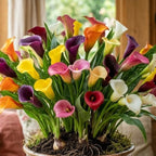 Calla Lily Plants Live, Mix 3 Count Bulbs, Low Maintenance Picasso and Solid Color Blooms for Indoor and Outdoor Pots