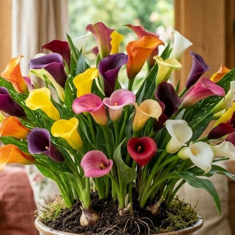 Calla Lily Plants Live, Mix 3 Count Bulbs, Low Maintenance Picasso and Solid Color Blooms for Indoor and Outdoor Pots